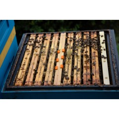 Isolateur de reine IzoVar Lutte complémentaire contre le varroa