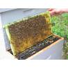 Drone plastic frame Complementary fight against varroa