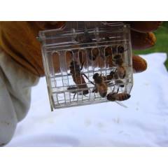 Queen catcher clip Queen rearing