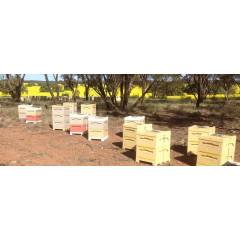 10F Langstroth Poly beehive Paradise Langstroth Beehives