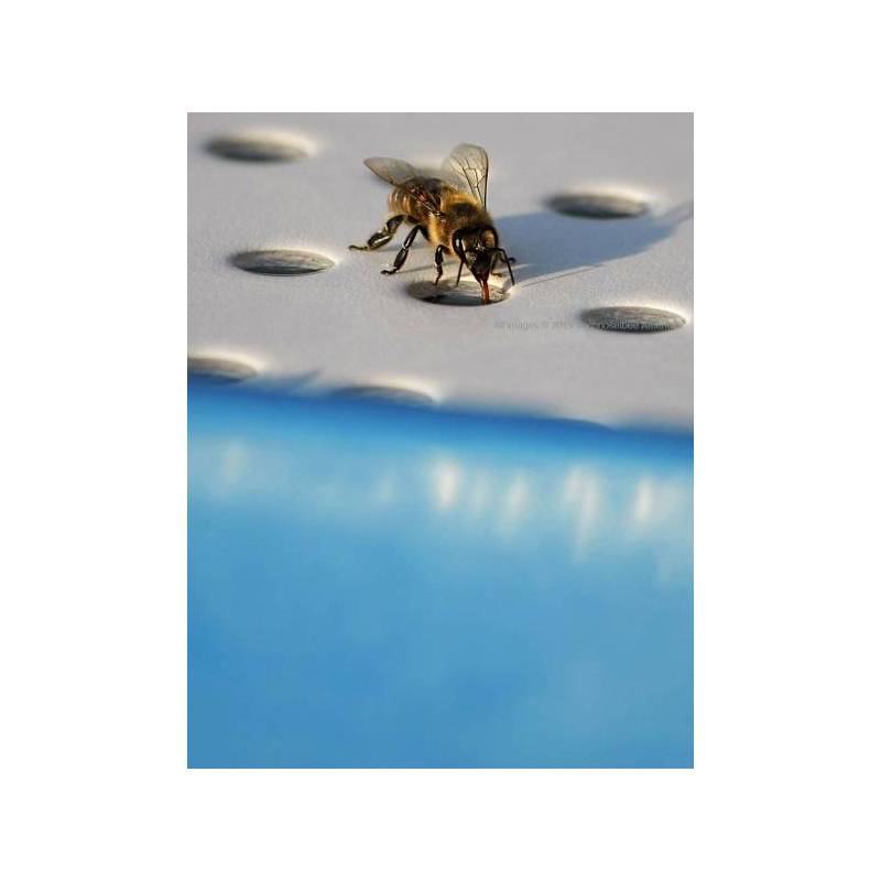 Bees Water feeder Feeders