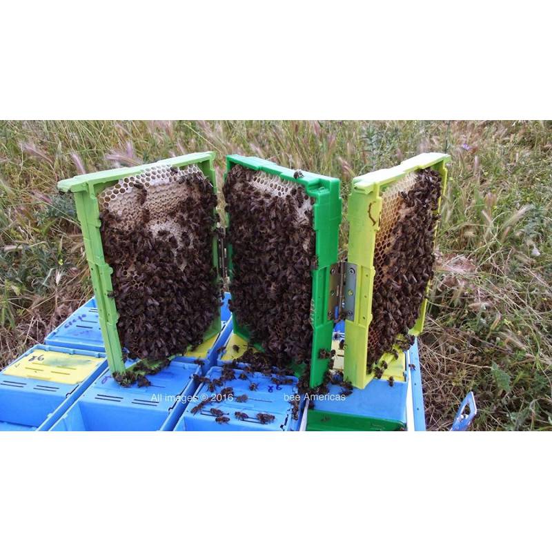 Q8 Mating hive Queen rearing