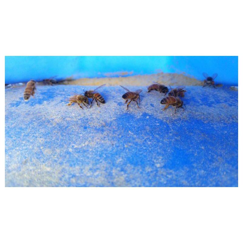 Dry PRO Feeder USA Alimentadores para colmenas