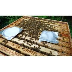 Apiguard Varroa treatments