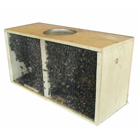 Paquet d'abeilles 1,2kg avec la reine Buckfast Abeilles vivants