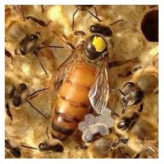 Buckfast queen Bees and queens