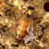 Buckfast queen Bees and queens
