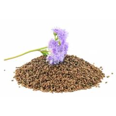 Semences Phacélie - Phacelia Tanacetifolia 0,5 kg Autres