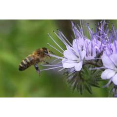 Semillas Phacelia Tanacetifolia 0,5kg OTROS