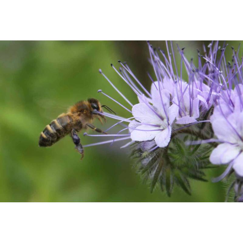 Sementes Phacelia Tanacetifolia 0,5kg