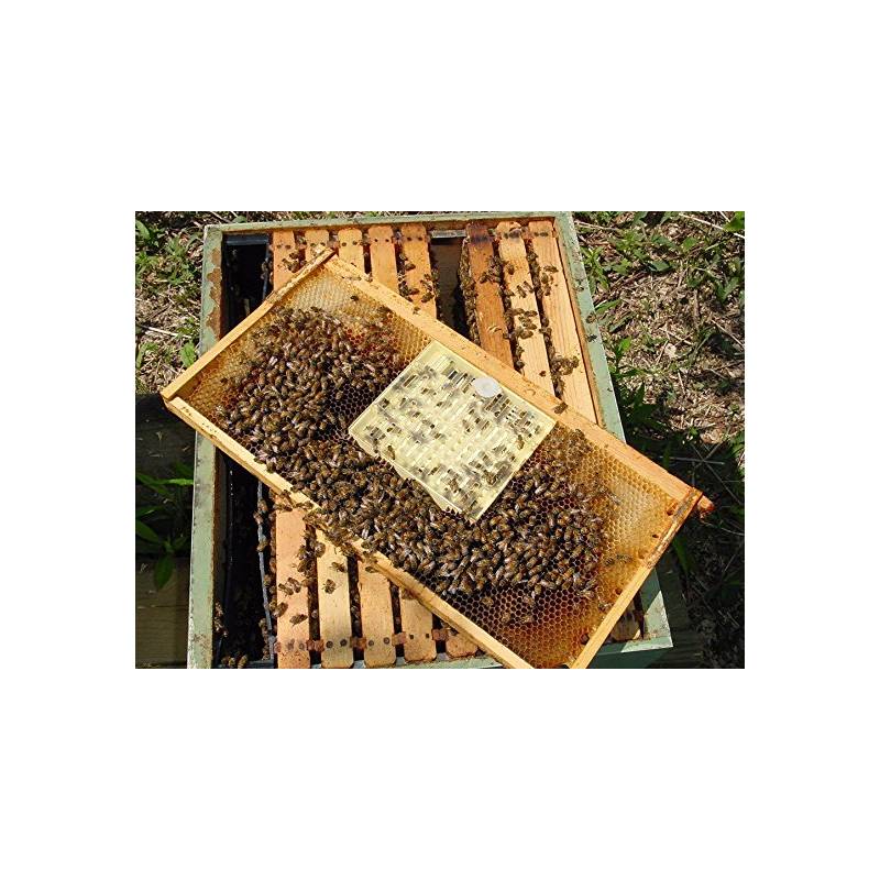 Cupularve NICOT® Cell grid only Queen rearing