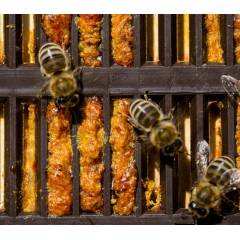 Grille à propolis ANEL® avec des trous AU RUCHER