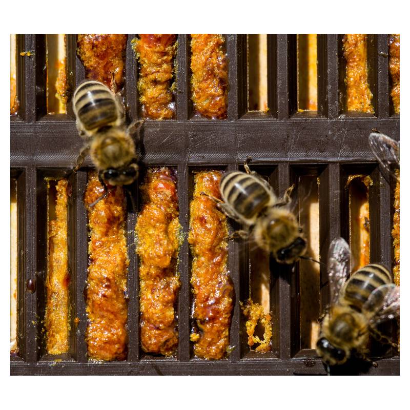 Grille à propolis ANEL® avec des trous AU RUCHER