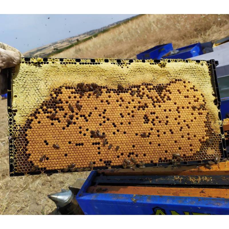 Cuadro Plástico Langstroth Colmenas y cuadros de Plástico