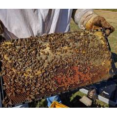 Cuadro Plástico Langstroth Colmenas y cuadros de Plástico