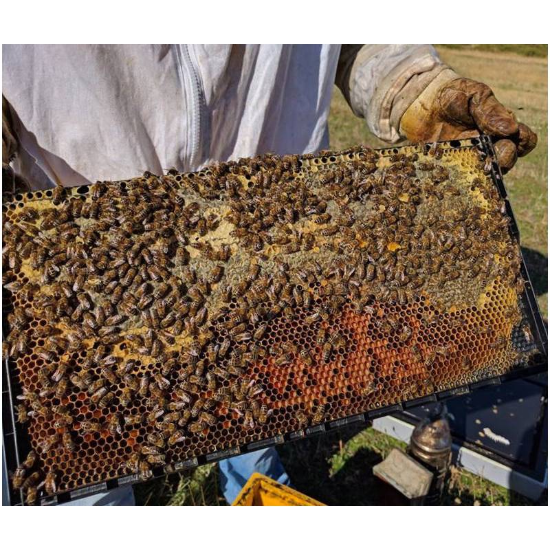 Cuadro Plástico Langstroth Colmenas y cuadros de Plástico