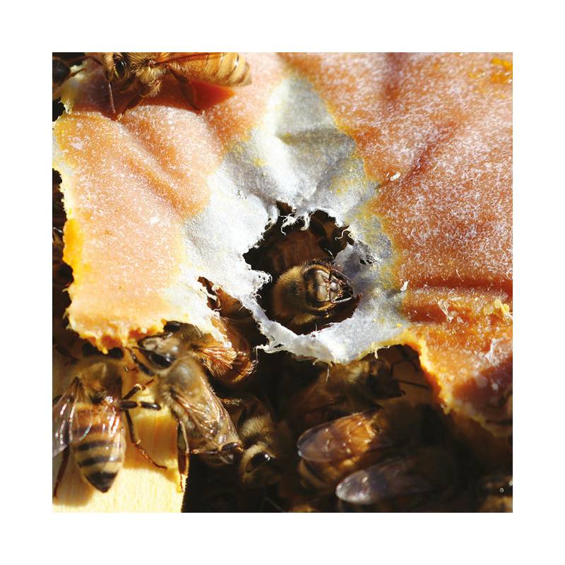 Ultra Bee® Patties 1lb (18%) Proteico