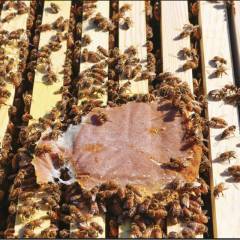 Ultra Bee® Patties 1lb Protéine