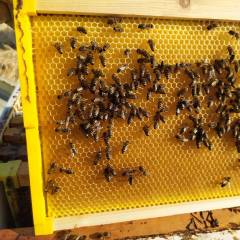 Langstroth frame with plastic end bars Plastic beehives and frames