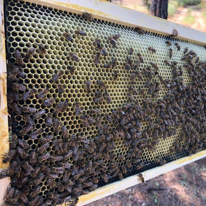 Lámina de Plástico Langstroth Colmenas y cuadros de Plástico