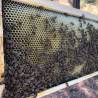 Langstroth Deep Plastic Foundation Plastic beehives and frames