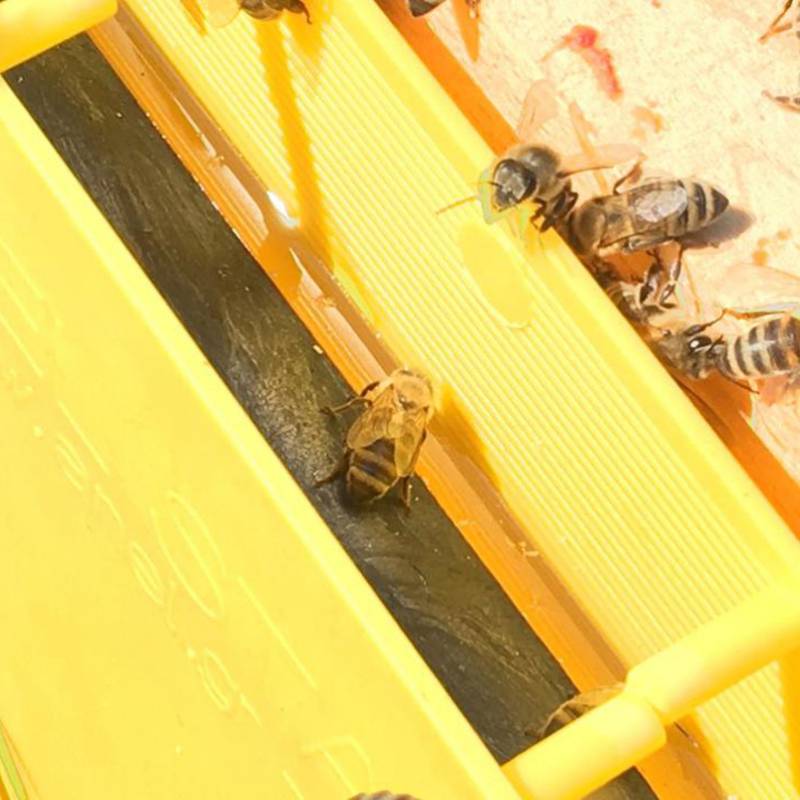 Alimentador de cuadro Langstroth 3kg Alimentadores para abejas