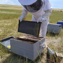 Langstroth Plastic frame Plastic beehives and frames