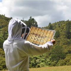 Grille à propolis ANEL® avec des trous AU RUCHER