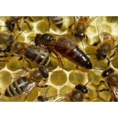 Reine ibérique fécondée Abeilles vivants