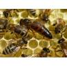Reina virgen Bees and queens