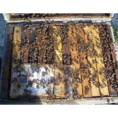 Beecomplet® Primavera 12 Kg PIENSOS