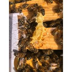 Protein patties Bee-Sacc® Health Alltech Protein pollen subs
