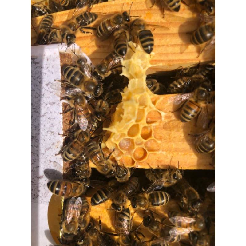 Torta proteica Bee-Sacc® Health Alltech (16%) - Individual 300g Alimentos proteico para abejas