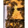 Bee-Sacc Health Alltech® Proteinfladen
