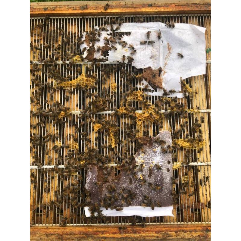 Torta proteica Bee-Sacc® Health Alltech (16%) - Individual 300g Alimentos proteico para abejas