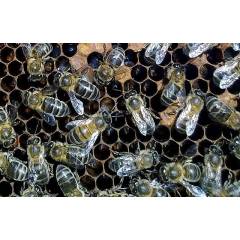 Paquet d’Abeilles Ibériques 1,2 kg Abeilles vivants