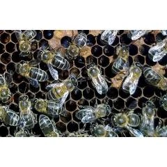 Paquete de abejas ibéricas 1,2 Kg Material vivo