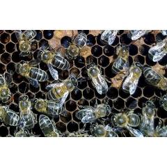 Pacote de abelhas ibéricas 1,2 Kg