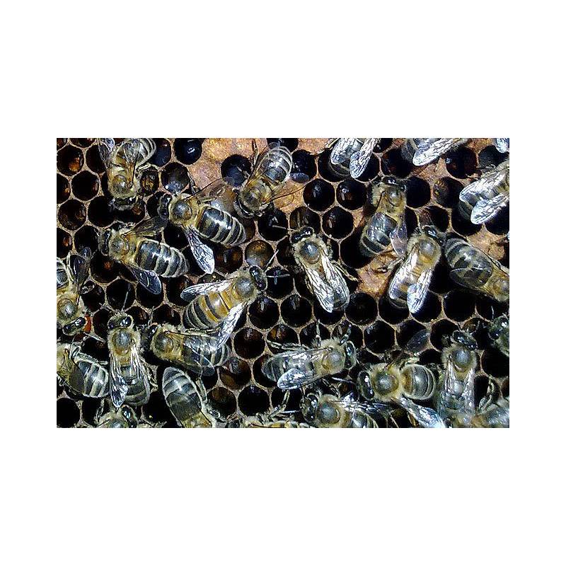 Paquet d’Abeilles Ibériques 1,2 kg Abeilles vivants