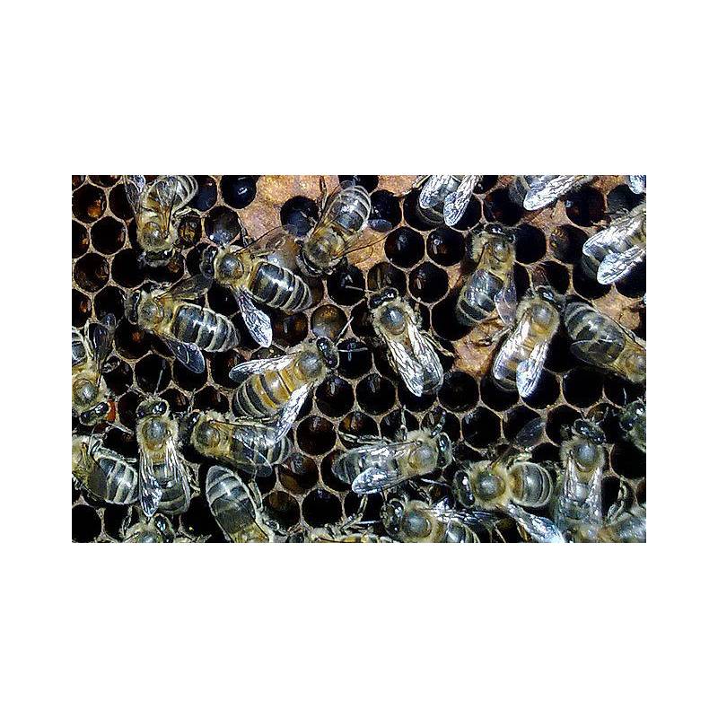 Paquete de abejas ibéricas 1,2 Kg Material vivo