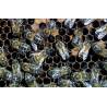 Paquete de abejas ibéricas 1,2 Kg Material vivo