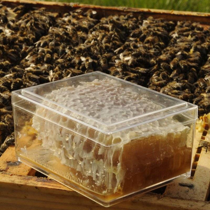 Boîte à section pour miel en rayon NICOT Pots en plastique