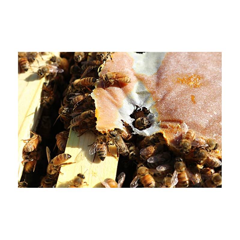 UltraBee® Patties SIN-GMO 2100 tortas (951kg) Alimento proteico para abejas