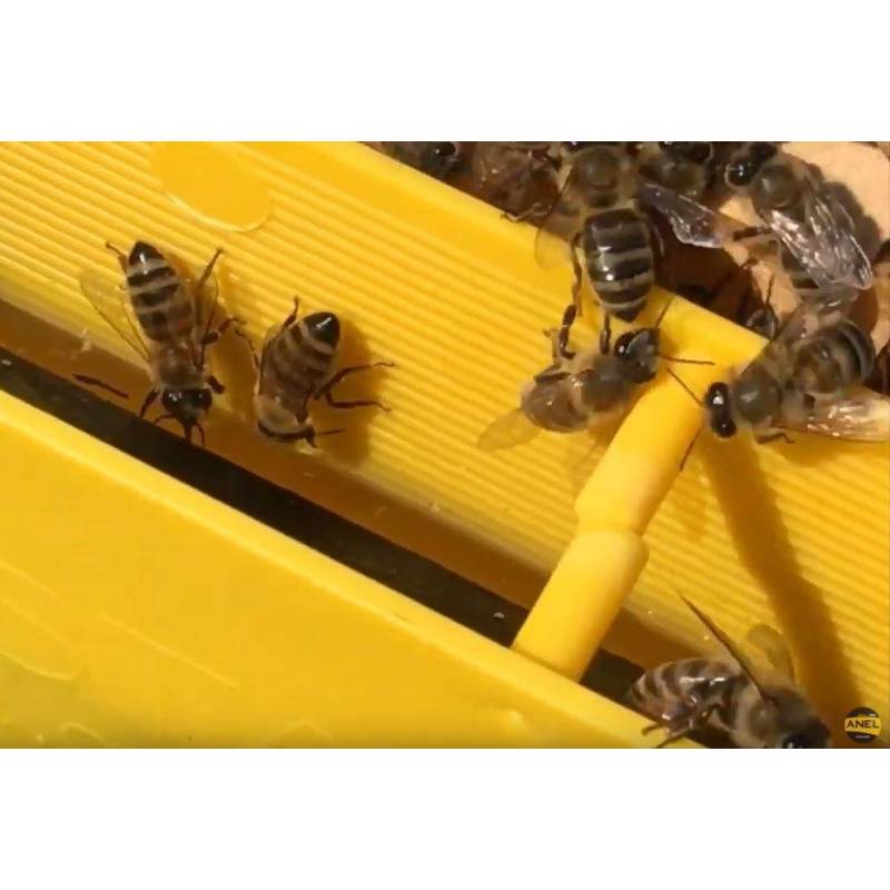 Alimentador cuadro Dadant Blatt 4kg Alimentadores para abejas