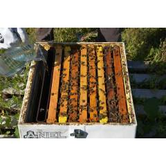 Nutritore telaino 1,5 kg ANEL®