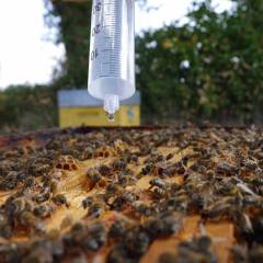 Oxybee 1L (30 ruches) Les médicaments contre le Varroa