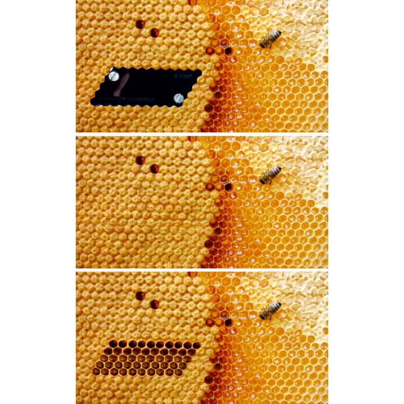 Pin test for hygienic bees Queen rearing