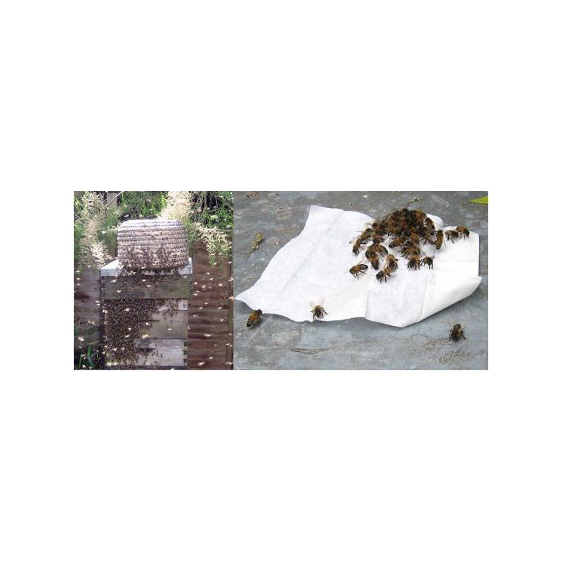 Lingettes attractives à essaims Capture des essaims