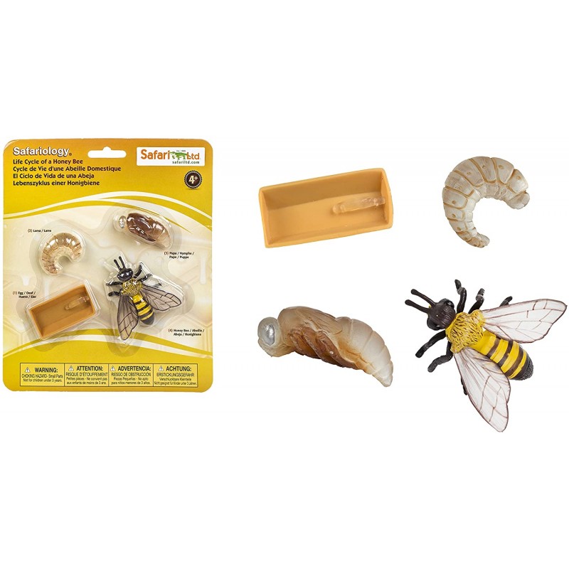 Figuritas educativas del Ciclo de Vida de una Abeja Regalos y decoración