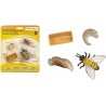Jouet éducatif - Cycle de vie des abeilles Cadeaux et divers